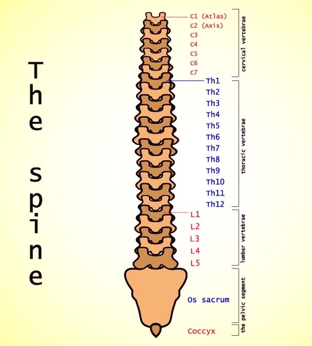 Lender Osteochendrosos